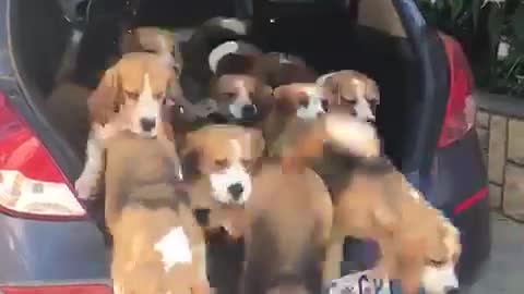 Dozen Beagle Puppies Start Pouring Out Of The Trunk