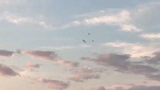 Crows drive the kite out of their territory