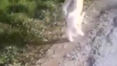 Кошка ходит на задних лапах