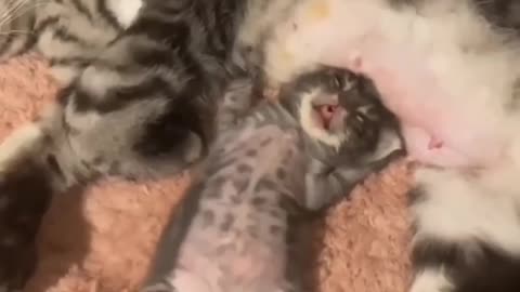 Fanny cat and kittycat video