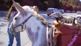 Iguana Hitches Ride On Donkey's Back