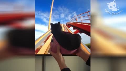 Gatos Graciosos - Videos de Risa de Gatos Chistosos #164
