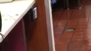Rats Roam Around in Fast Food Joint