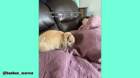 How Rabbits Choose Their Favorite Person