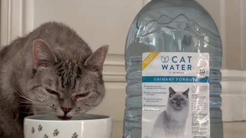 Spacial water for 🐈 cat
