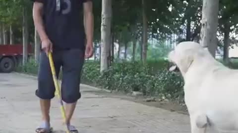 DOG SAVE BLIND MAN LIFE