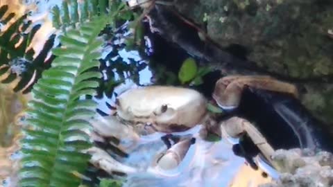 Land Crab-Snack Time