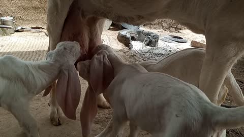 Cute goat babies drinking milk of her mother