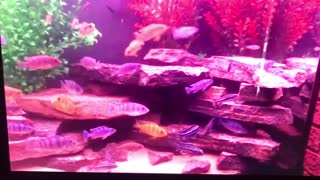 UP DATE ON THE FISH AT TOMMY'S TANKS