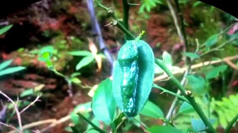 Cocoon caterpillar beauty of nature. How Caterpillars Become Butterfly. Interesting bug video