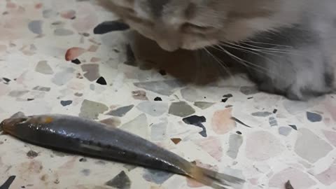 Carla Kitten Reactions Towards Raw Small Fishes