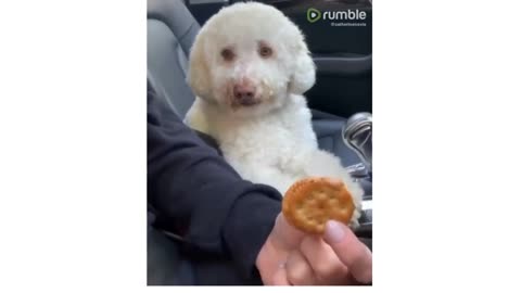 Adorable Dog Begs Owner For Her Cookie - Best Toys For Dogs