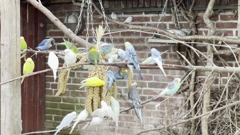 Budgies in Large Flock feeding on Spray Millet