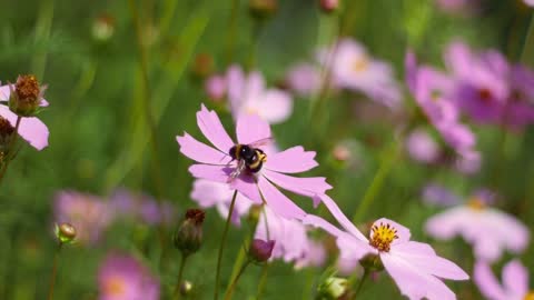 Bees collect pollen from pink flowers in the wind