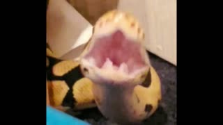 Snake opens his mouth in front of the camera