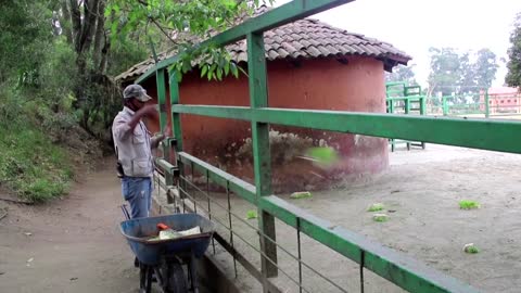 Rare baby hippo delights Mexican zoo