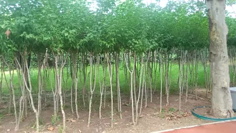 This row of saplings will grow into towering trees in the future