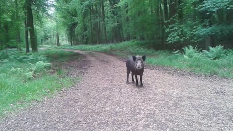 Happy Close Encountered With Wild Forest Boar