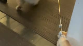 Golden Retriever Bring Puppy For A Walk