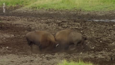 Les USA sauvages en quatre saisons - Été -