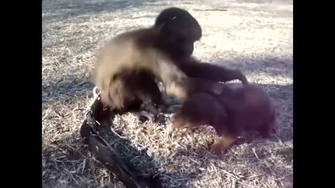 People And Animal Hugging Each Other With Love heartwarming and touching video