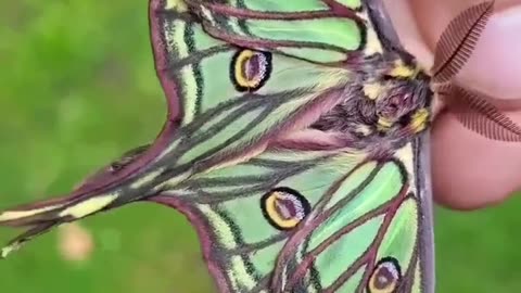 Beautiful butterfly #shorts #shortvideo #video #virals #videoviral