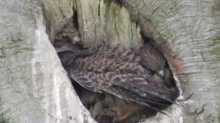 Adult Kestrel Feeding Babies