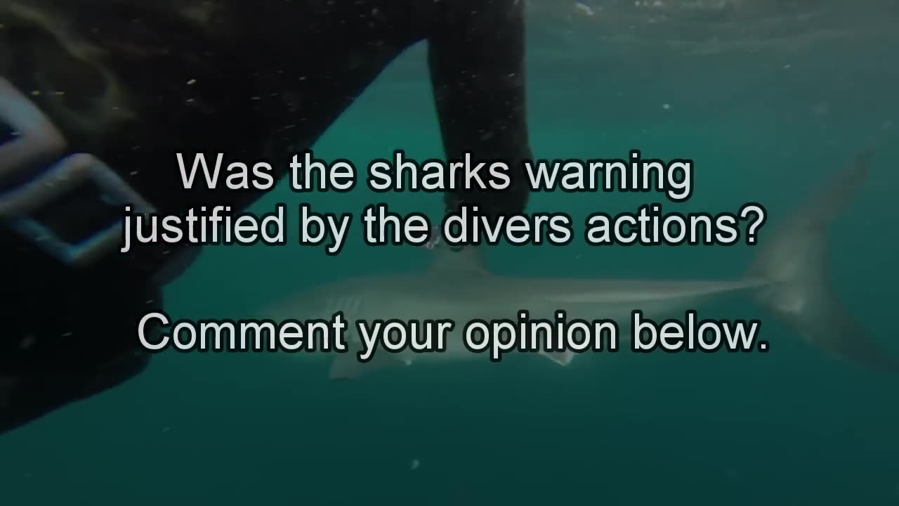 Great White Shark Warns Irresponsible Scuba Diver