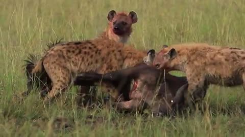 hyenas savagely kill buffalo calf || hyena attack || maasai mara || wild extract