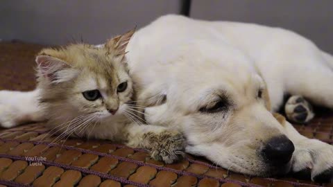 Poor labrador puppy is teased by kitten. The dog in the world who loves this kitten the most❤️