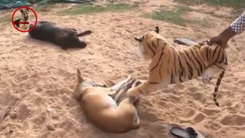 Big Fake Lion Vs Crazy Dog Prank video || Funny Video Will Make You Lough || Fake Lion Prank Dog