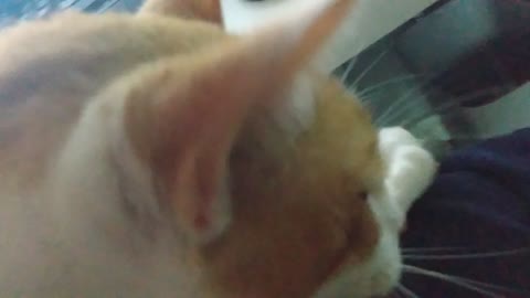 ASMR sweet happy cat purring