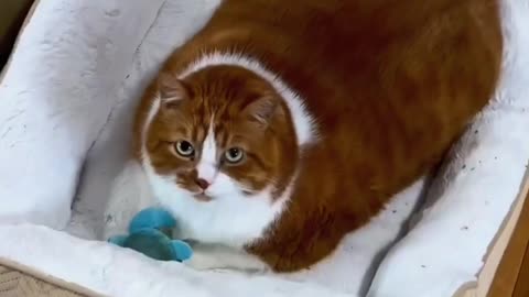 Cute cat viral videos