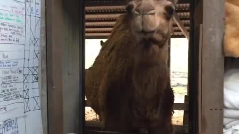 Camel Wants To Enter Owner Bedroom !!!