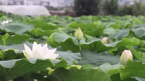 Real shot lotus pond scenery video