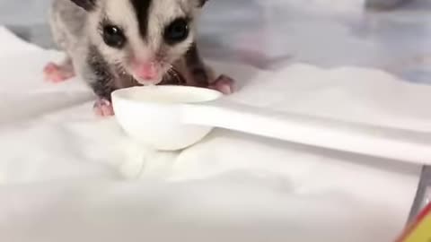 Baby Sugar Glider Likes Drinking Milk #shortsviral #sugarglider #babysugarglider