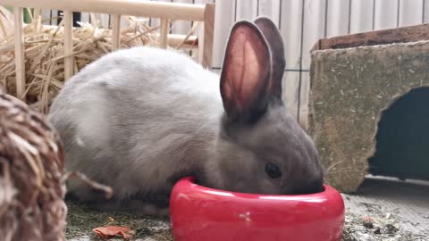 Gray rabbit eats his food at his dedicated house