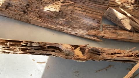 Day 18 sill plate and rim joist termite damage repaired