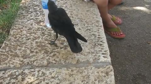 yt1s.com - A Very Smart Bird Thirsty crow comes to humans for help