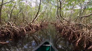 Weedon Island Canoe Trip through the Mangrove Tunnels