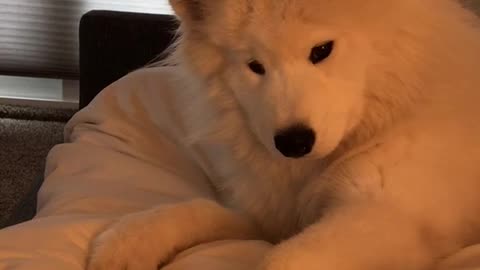 Samoyed puppy lies in bed and holds hands with owner