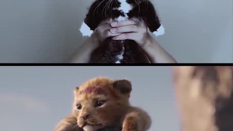 Adorable remake of The Lion King scenes😍😍 | Cute cat viral video