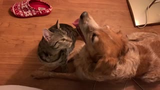 Brave Cat Comforts Terrified Dog During A Thunderstorm