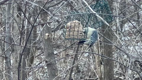 Red bellied woodpecker always awesome to watch