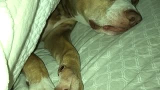 Face twiwtch dog under blanket