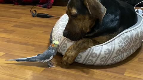 Cockatiel Kisses Patient Pup