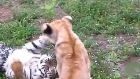 Unlikely animal friendship