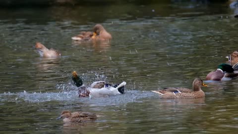 ducks water fun waterfowl animal slow motion 2021