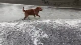 Dog Attempts To Escape Ocean Wave But Falls Into Waterhole