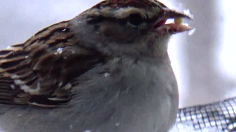 Chirping Sparrow